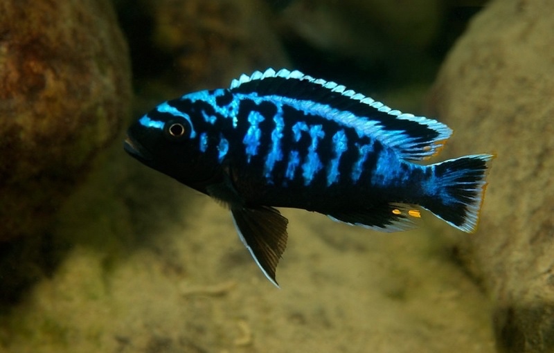 Maylandia sp. 'msobo' Lutara Reef